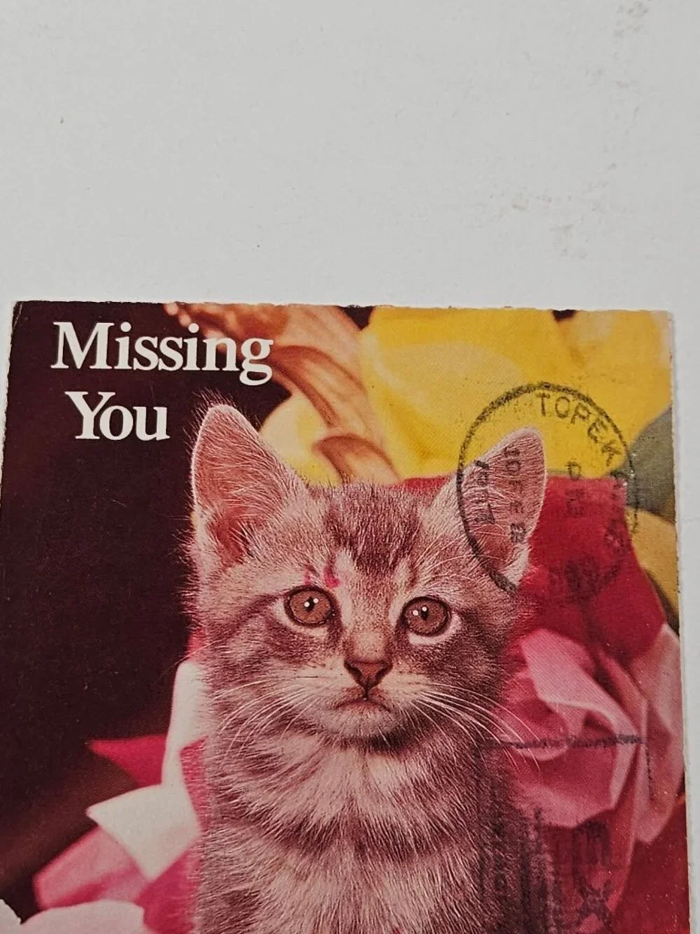 Missing You The North Shore Animal League Postcard